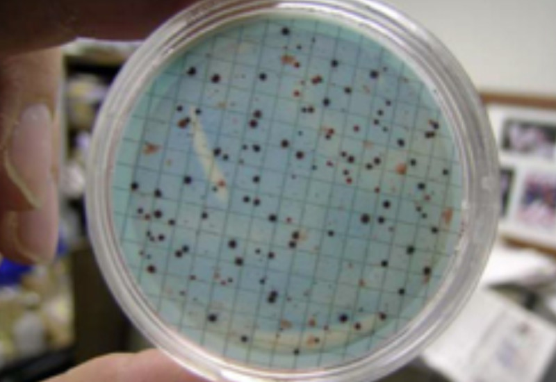 Limpiar el tanque como herramienta fundamental para evitar la contaminación bacteriológica del agua