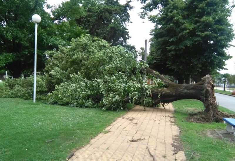 Se cayó un árbol en la Plaza Italia por los fuertes vientos