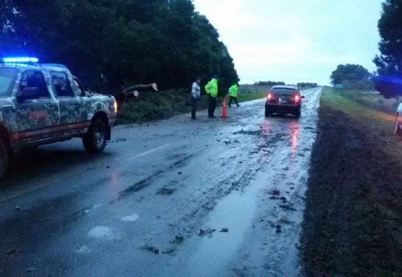 Ruta provincial 91 estuvo cortada por tres horas por la caída de un pino