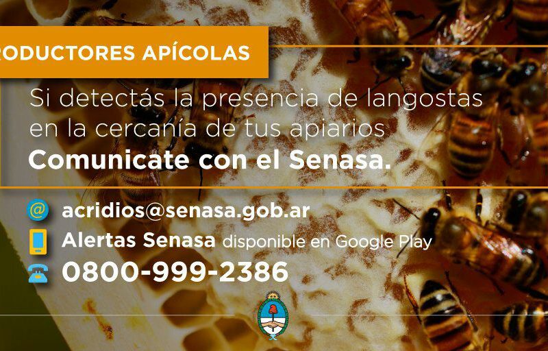 Alerta a productores apícolas ante el incremento de la población de langostas