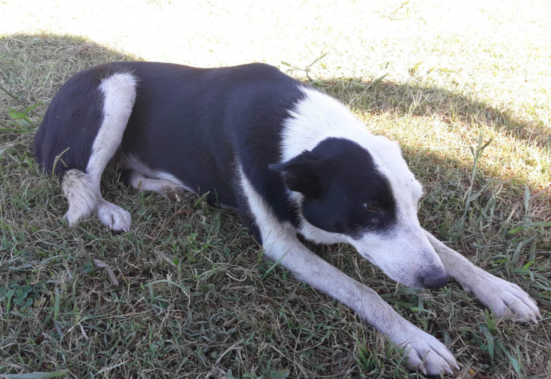 Perros en adopción en el albergue canino